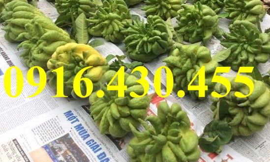 Cây giống phật thủ